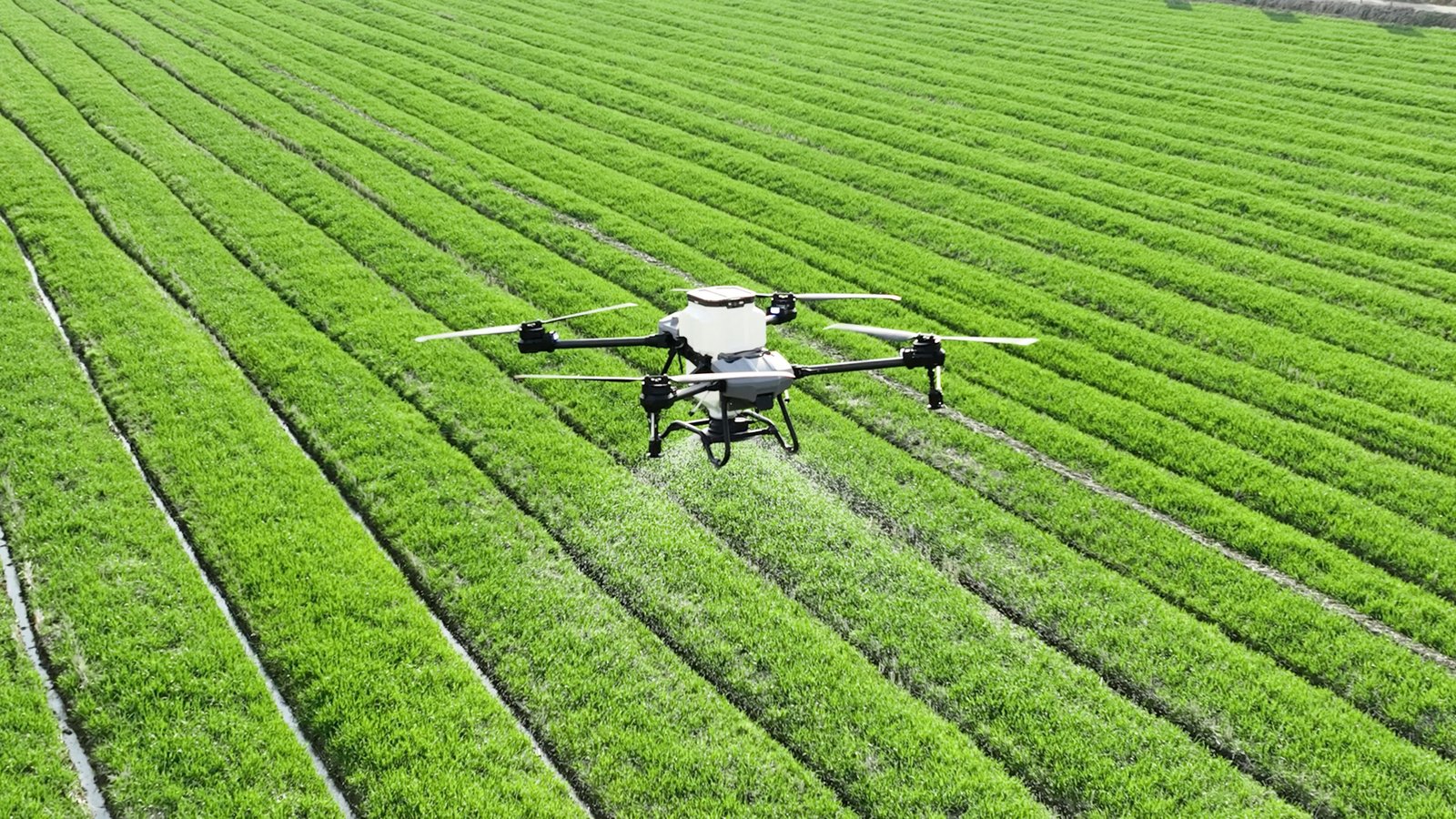 Agriculture drone spraying crops